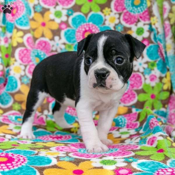 Candy, Boston Terrier Puppy